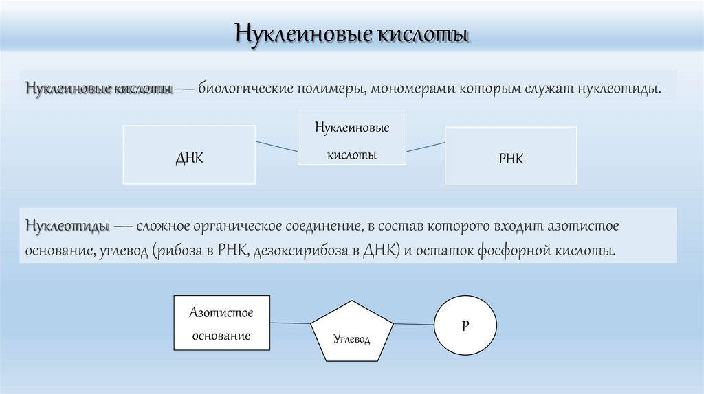 Нуклеиновые кислоты