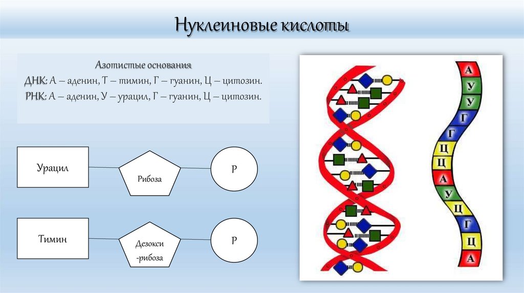 Нуклеиновые кислоты