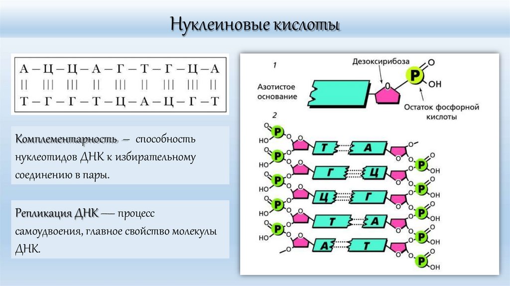 Нуклеиновые кислоты