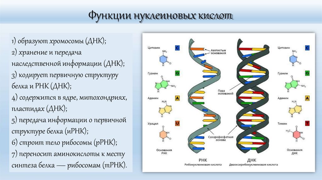 Функции нуклеиновых кислот