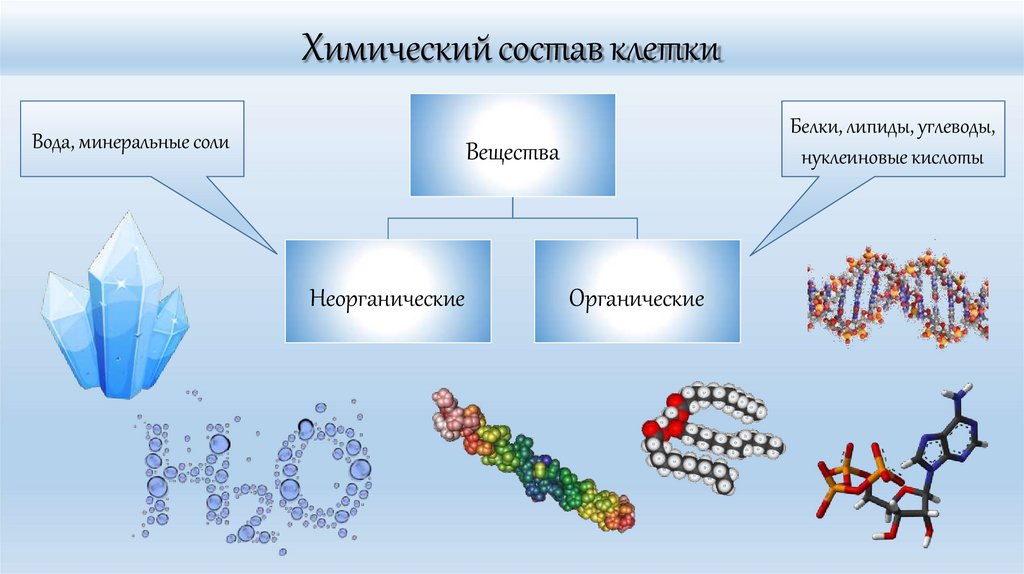 Химический состав клетки