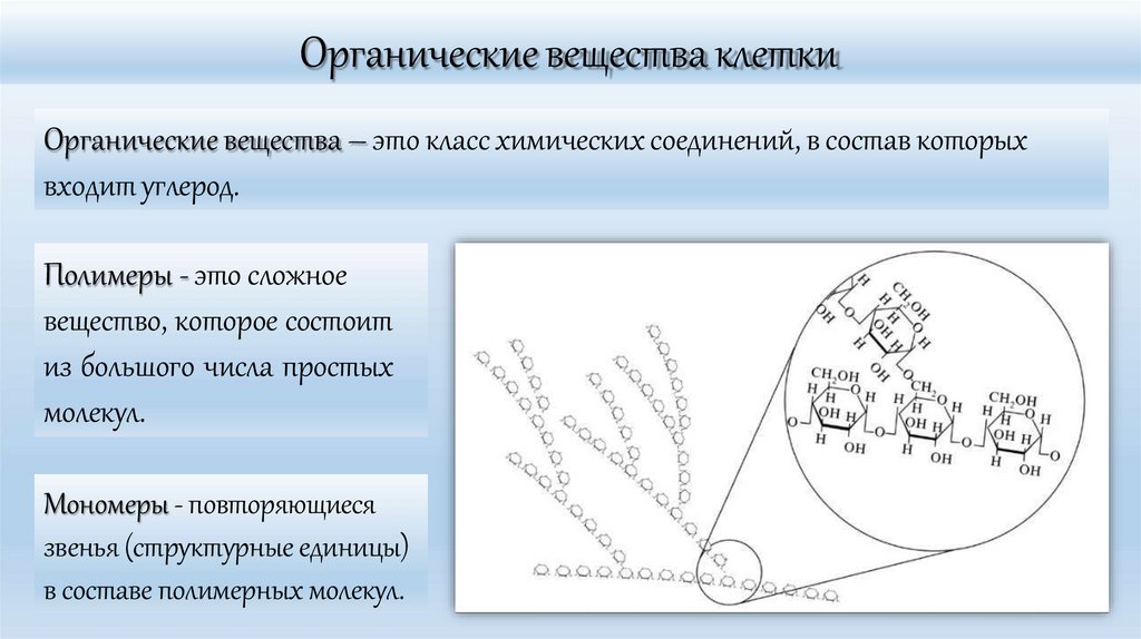 Органические вещества клетки