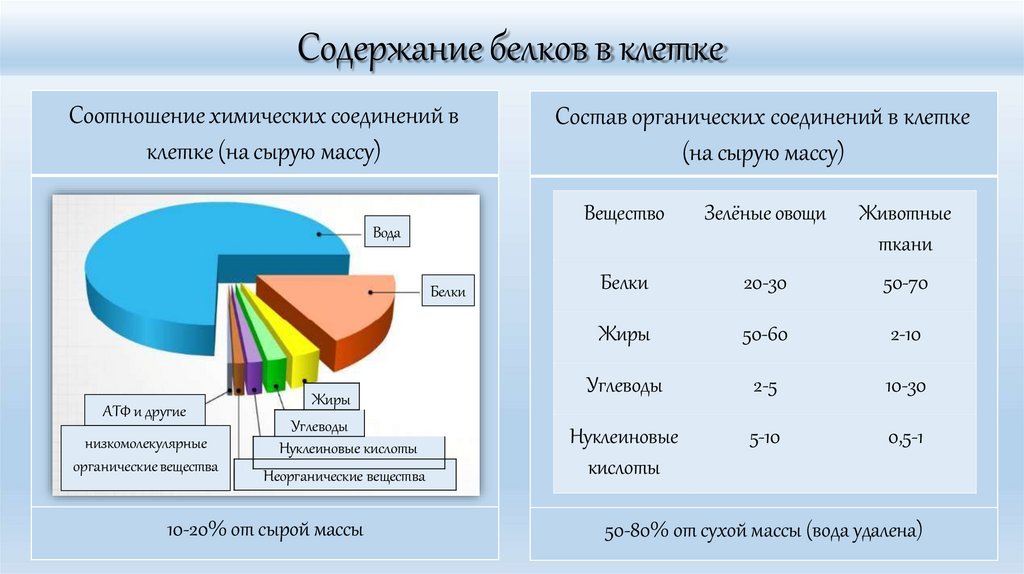 Содержание белков в клетке