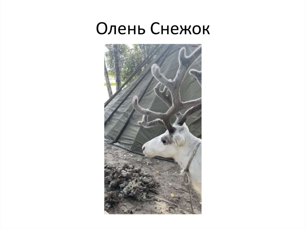 Олень Снежок