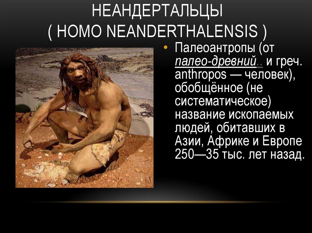 Неандертальцы ( Homo neanderthalensis )