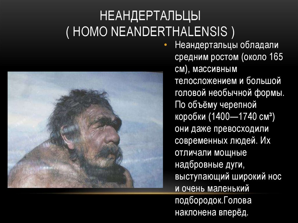 Неандертальцы ( Homo neanderthalensis )