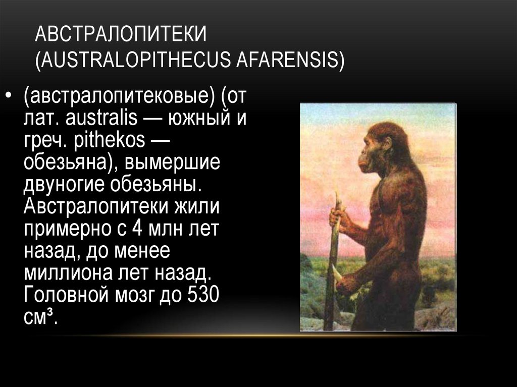 Австралопитеки (Australopithecus afarensis)