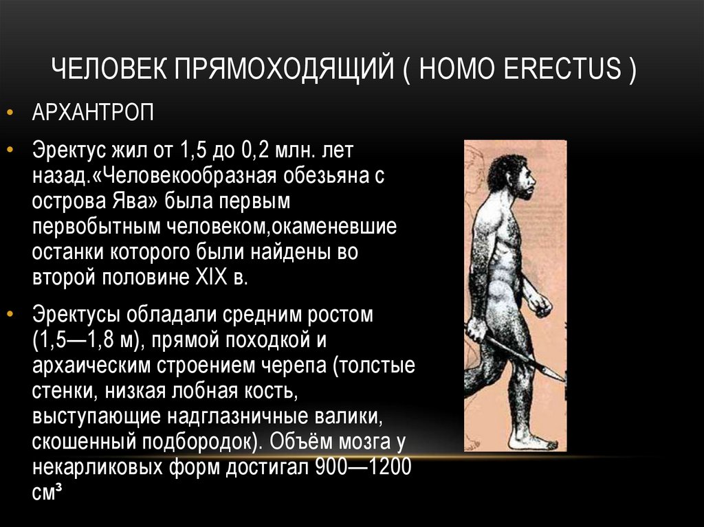 Человек прямоходящий ( Homo erectus )