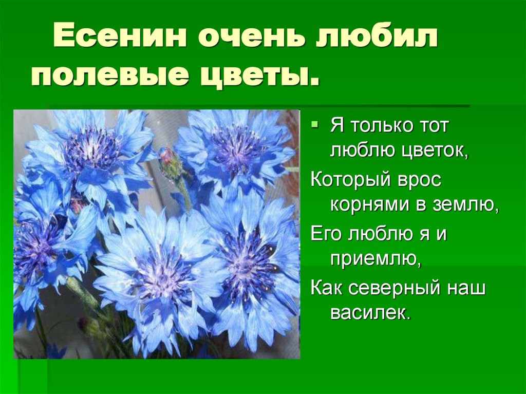 Есенин очень любил полевые цветы.