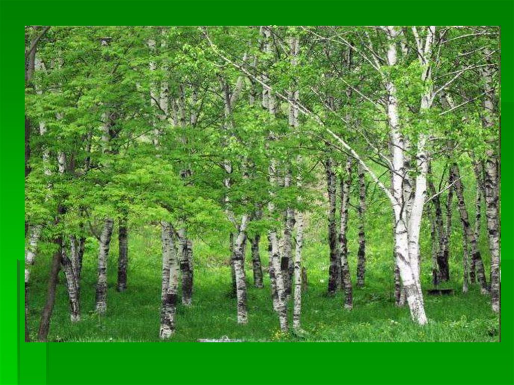 Троицыно утро, утренний канон, В роще по березкам белый перезвон.