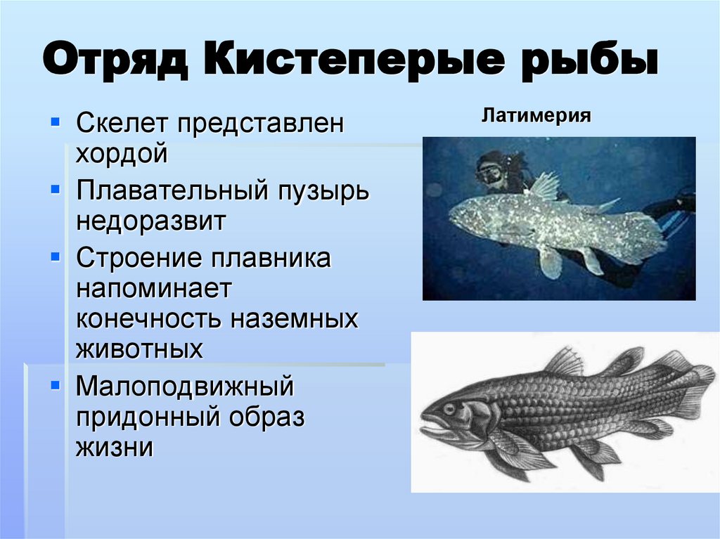 Отряд Кистеперые рыбы