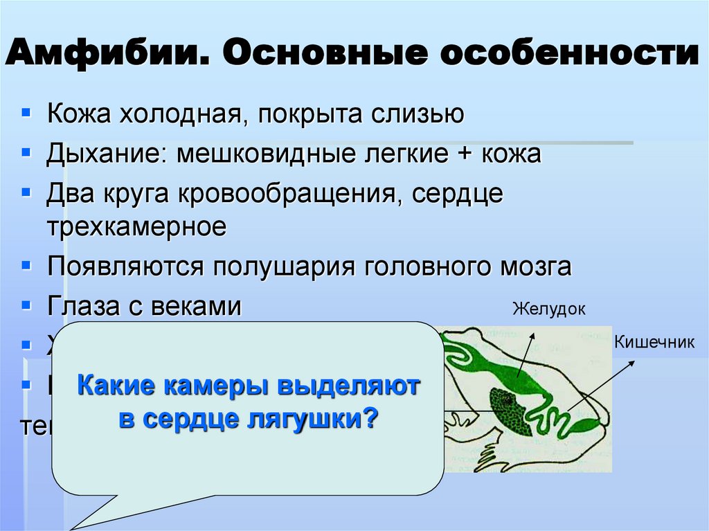 Амфибии. Основные особенности