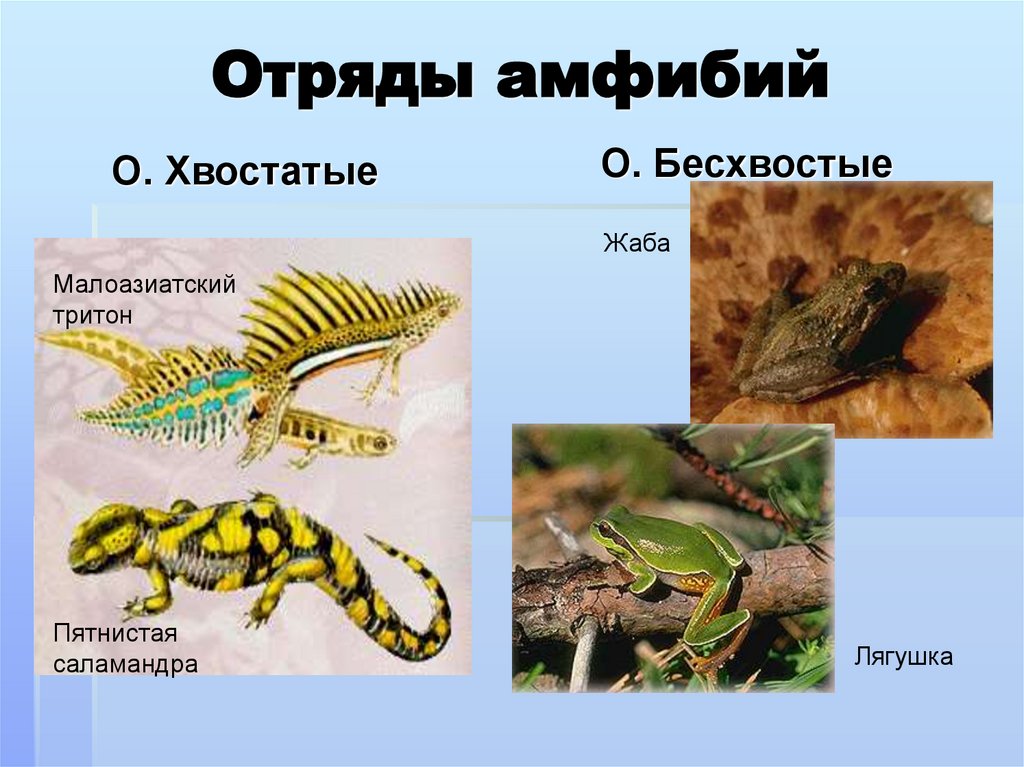 Отряды амфибий
