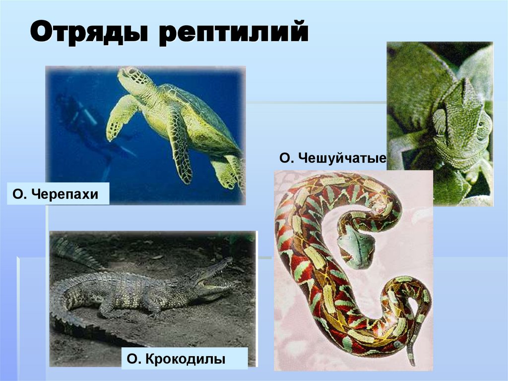 Отряды рептилий