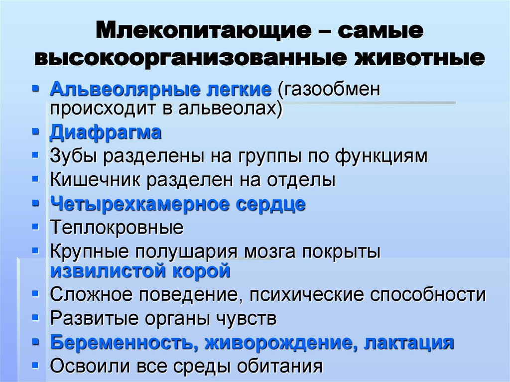 Млекопитающие – самые высокоорганизованные животные