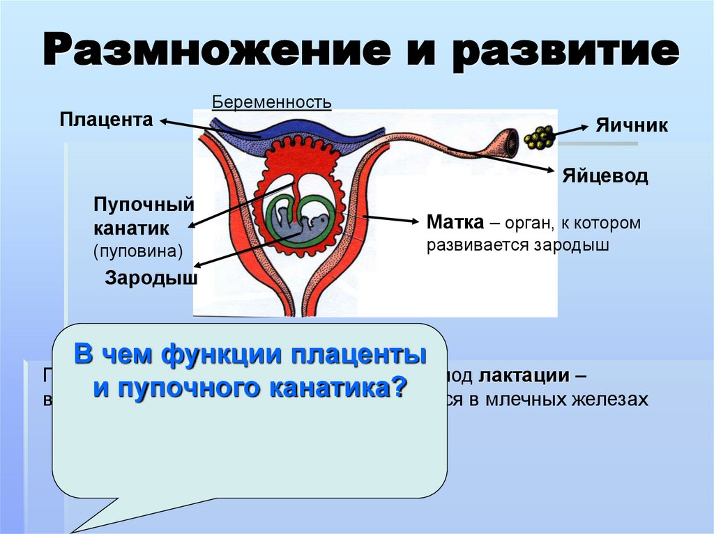 Размножение и развитие