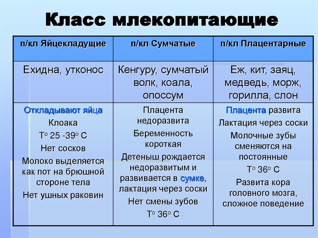 Класс млекопитающие
