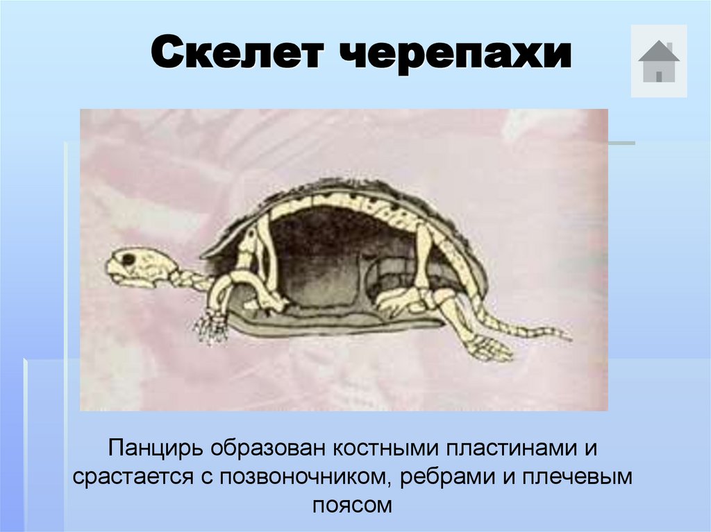 Скелет черепахи