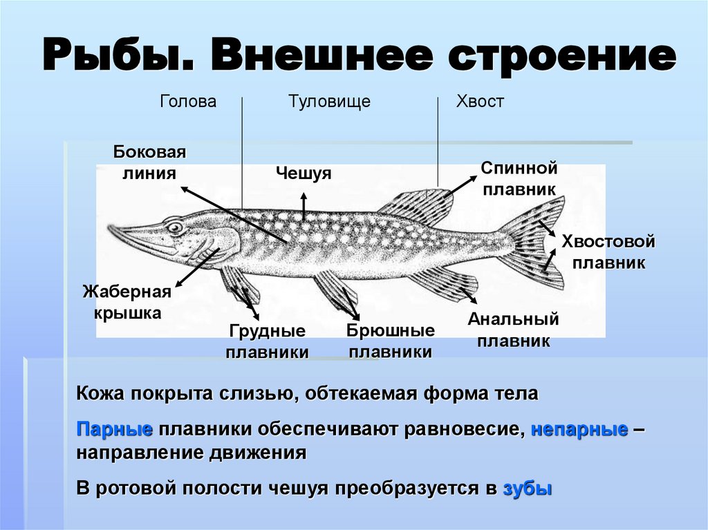 Рыбы. Внешнее строение