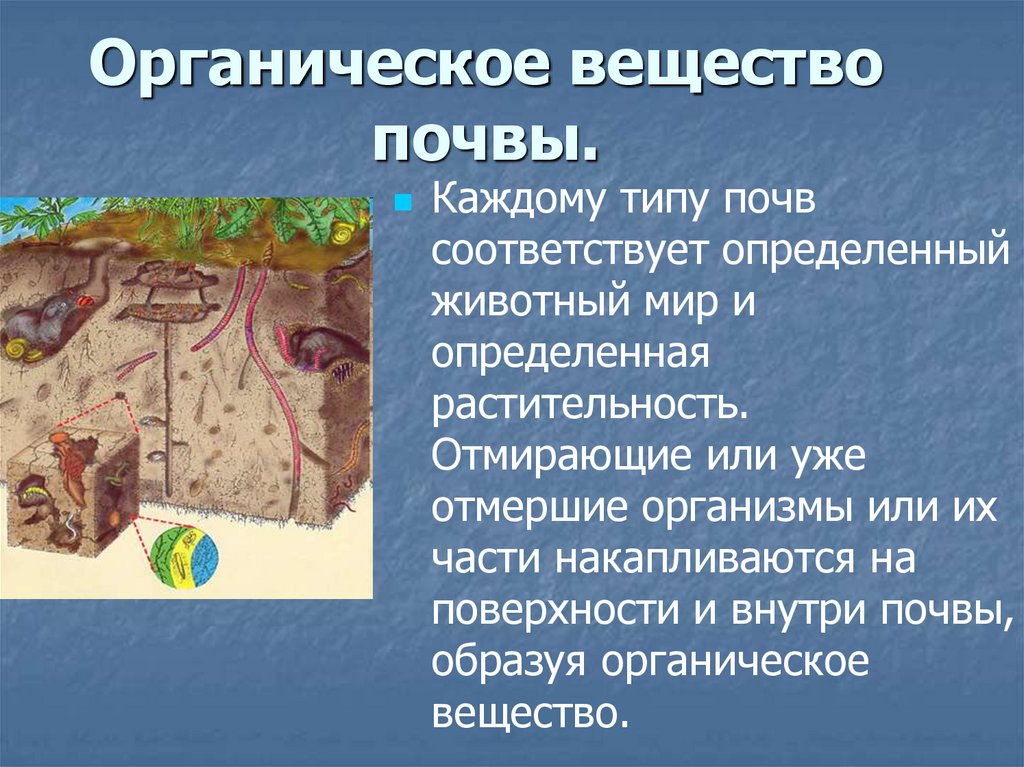 Органическое вещество почвы.
