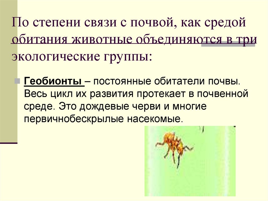 По степени связи с почвой, как средой обитания животные объединяются в три экологические группы: