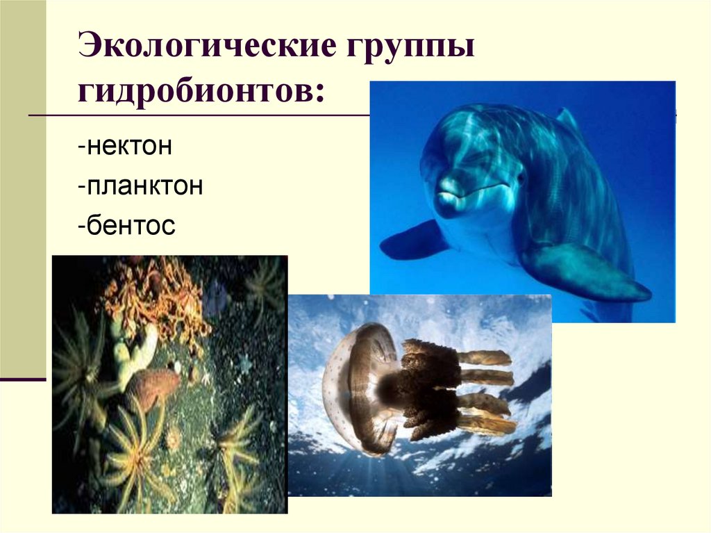Экологические группы гидробионтов: