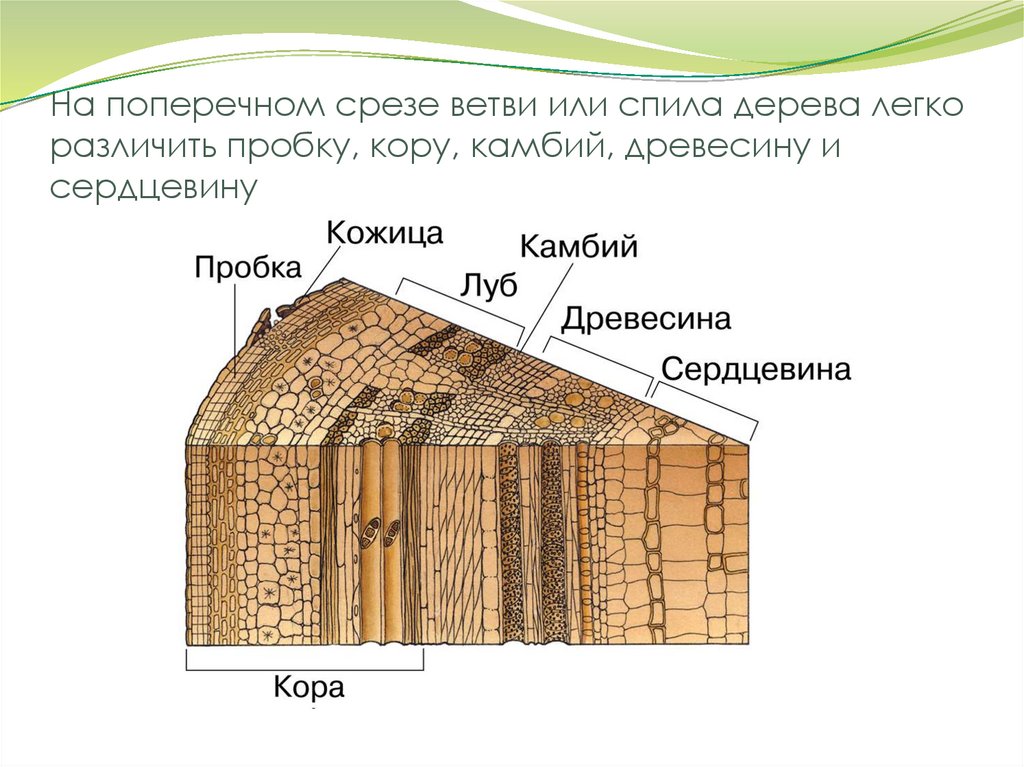 На поперечном срезе ветви или спила дерева легко различить пробку, кору, камбий, древесину и сердцевину