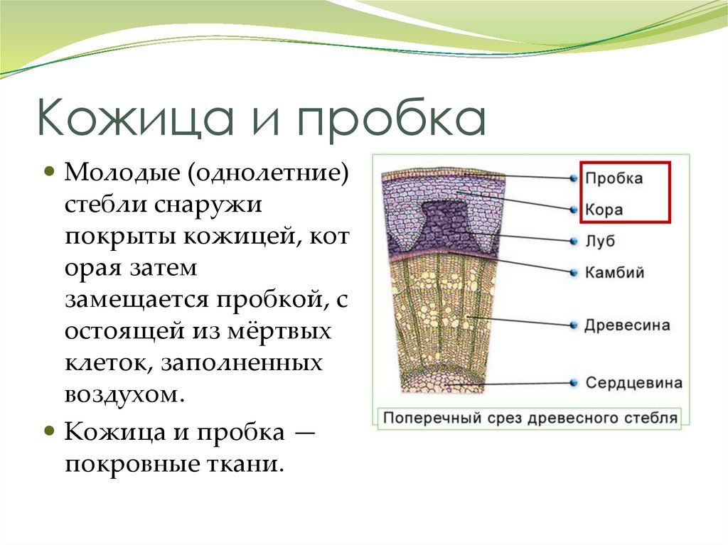 Кожица и пробка 