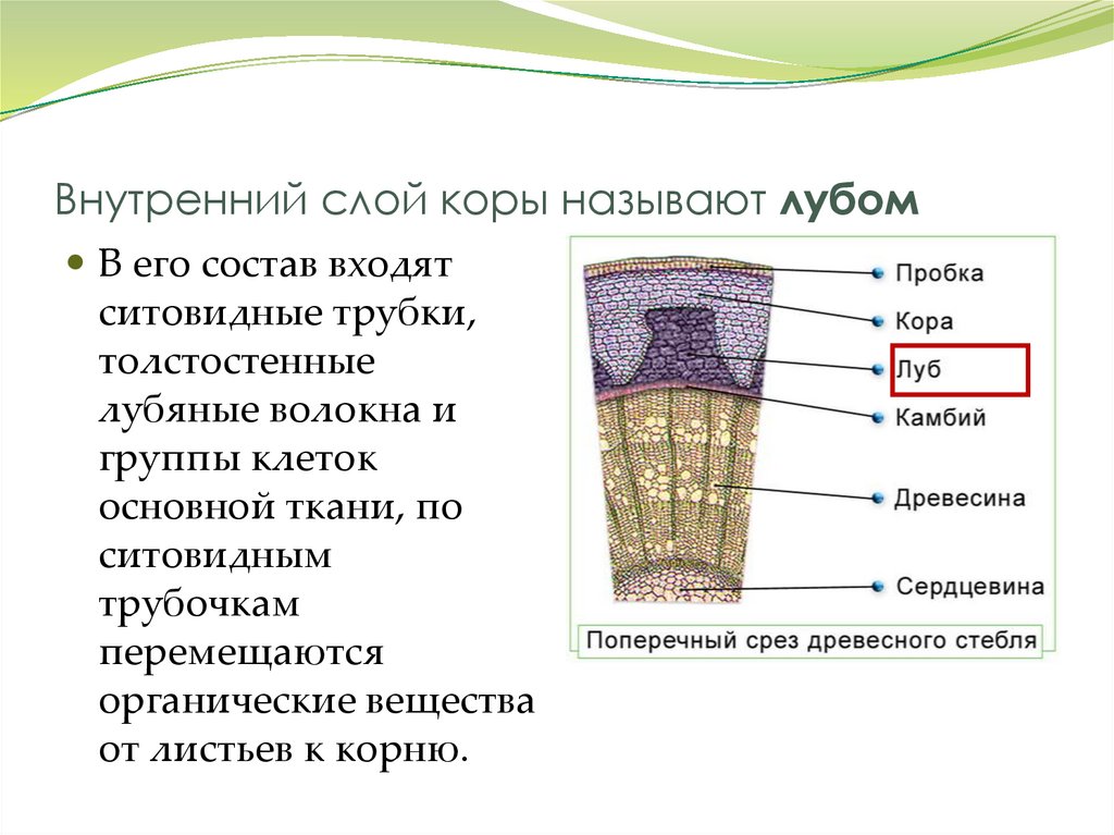 Внутренний слой коры называют лубом