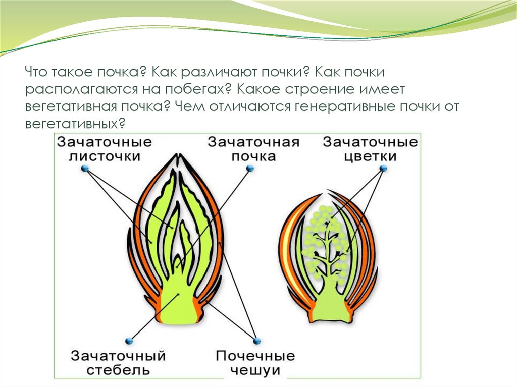 Что такое почка? Как различают почки? Как почки располагаются на побегах? Какое строение имеет вегетативная почка? Чем