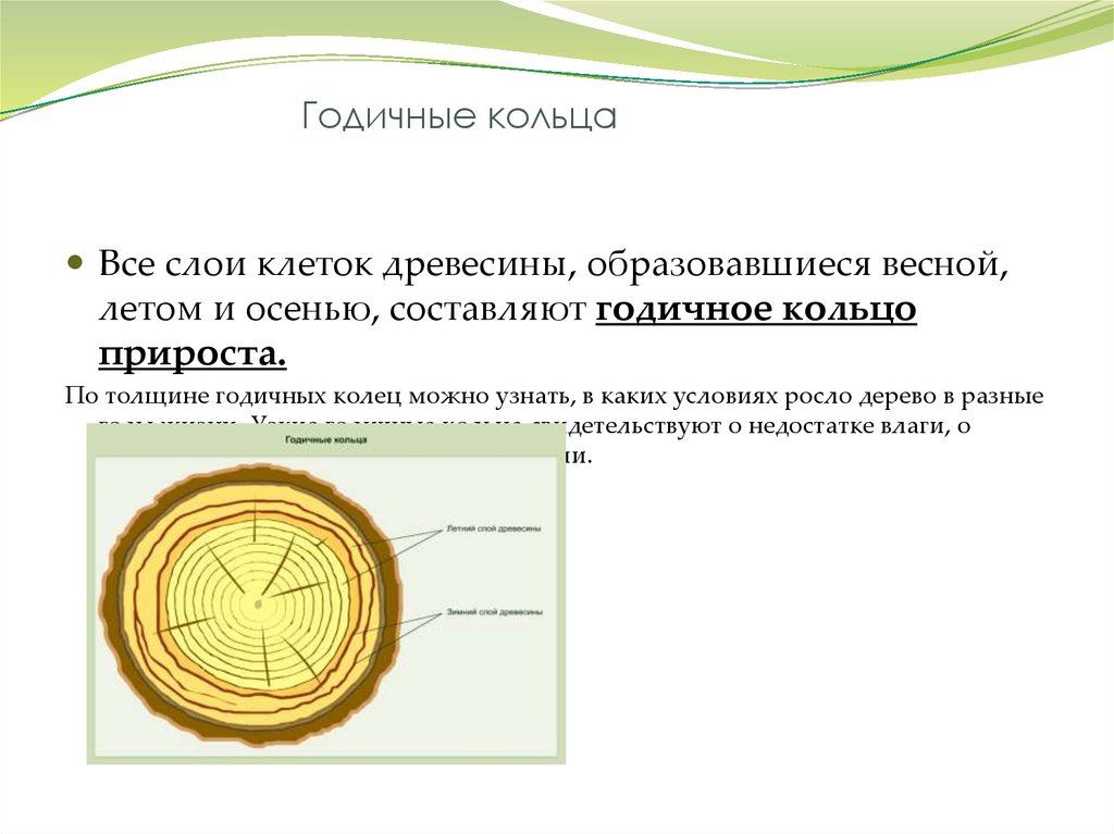 Годичные кольца