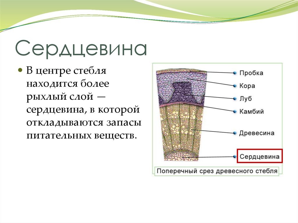 Сердцевина