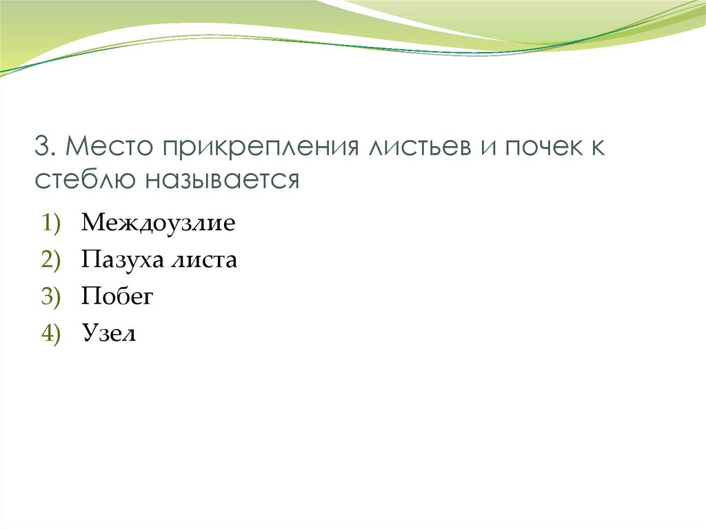 3. Место прикрепления листьев и почек к стеблю называется