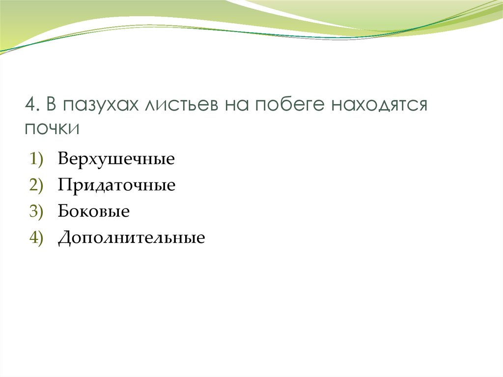 4. В пазухах листьев на побеге находятся почки