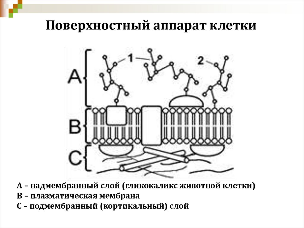 Поверхностный аппарат клетки