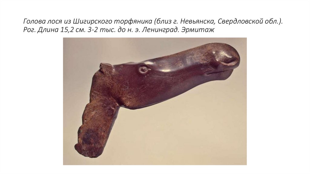 Голова лося из Шигирского торфяника (близ г. Невьянска, Свердловской обл.). Рог. Длина 15,2 см. 3-2 тыс. до н. э. Ленинград.