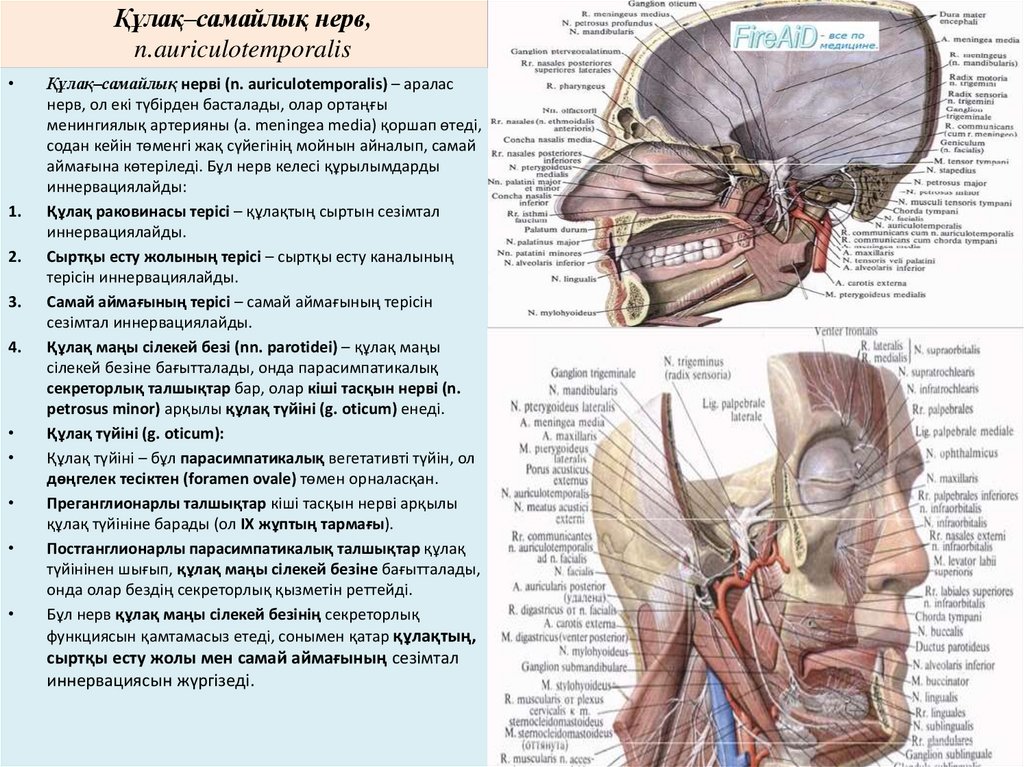 Құлақ–самайлық нерв, n.auriculotemporalis