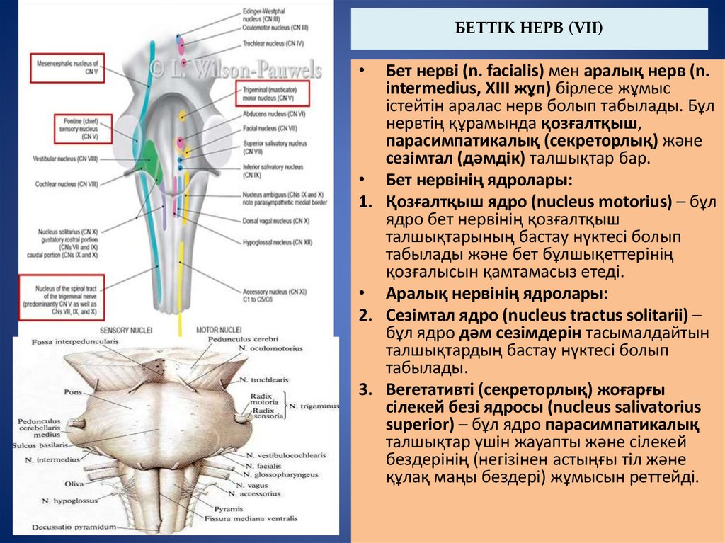 БЕТТІК НЕРВ (VІІ)
