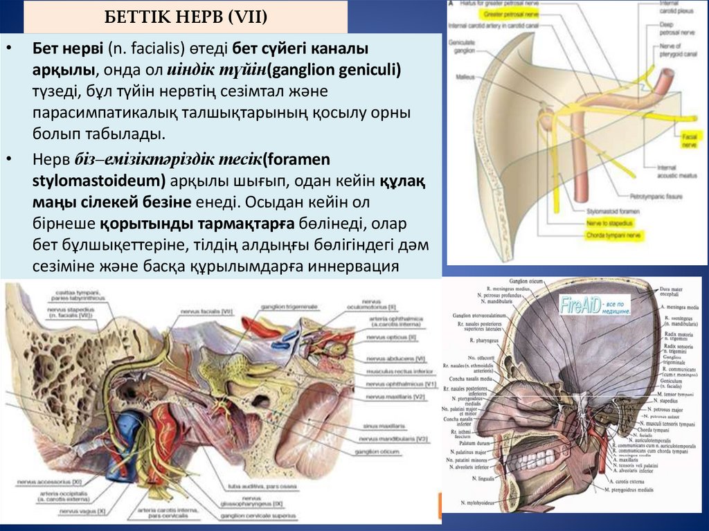 БЕТТІК НЕРВ (VІІ)