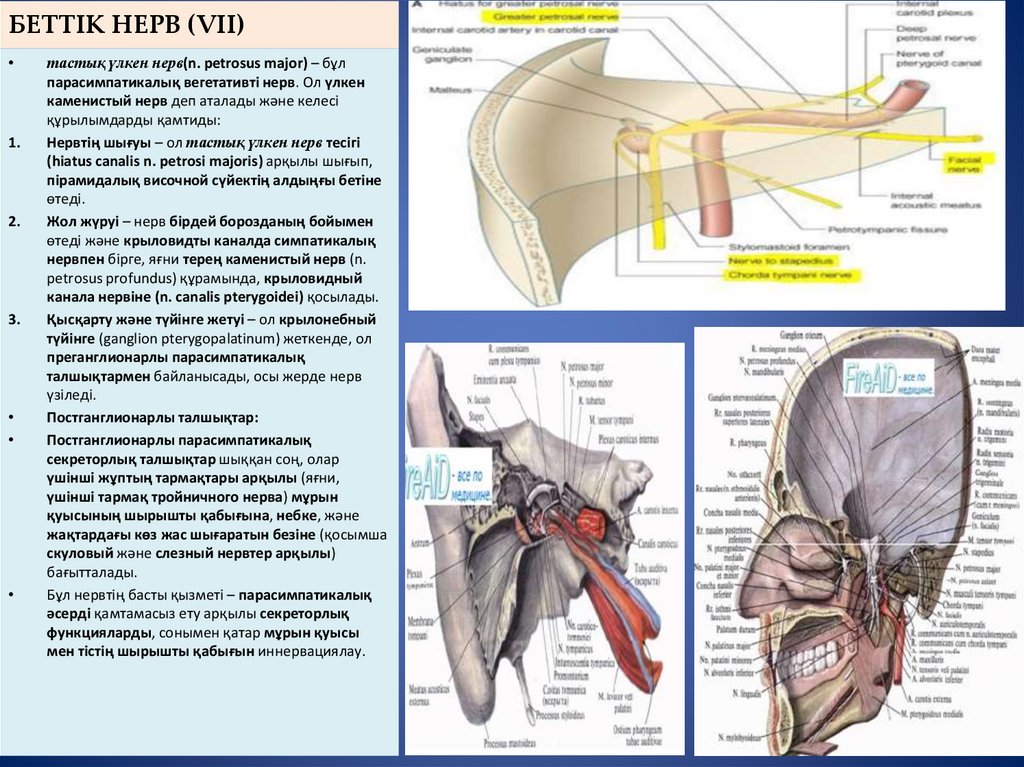 БЕТТІК НЕРВ (VІІ)