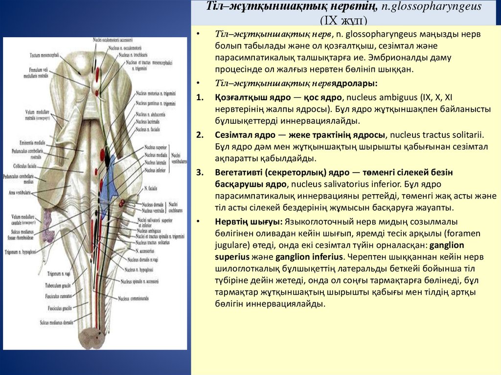 Тіл–жұтқыншақтық нервтің, n.glossopharyngeus (IX жұп)
