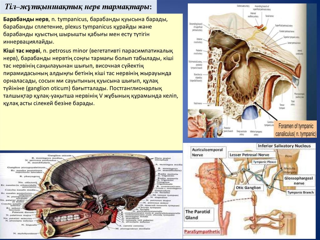 Тіл–жұтқыншақтық нерв тармақтары: