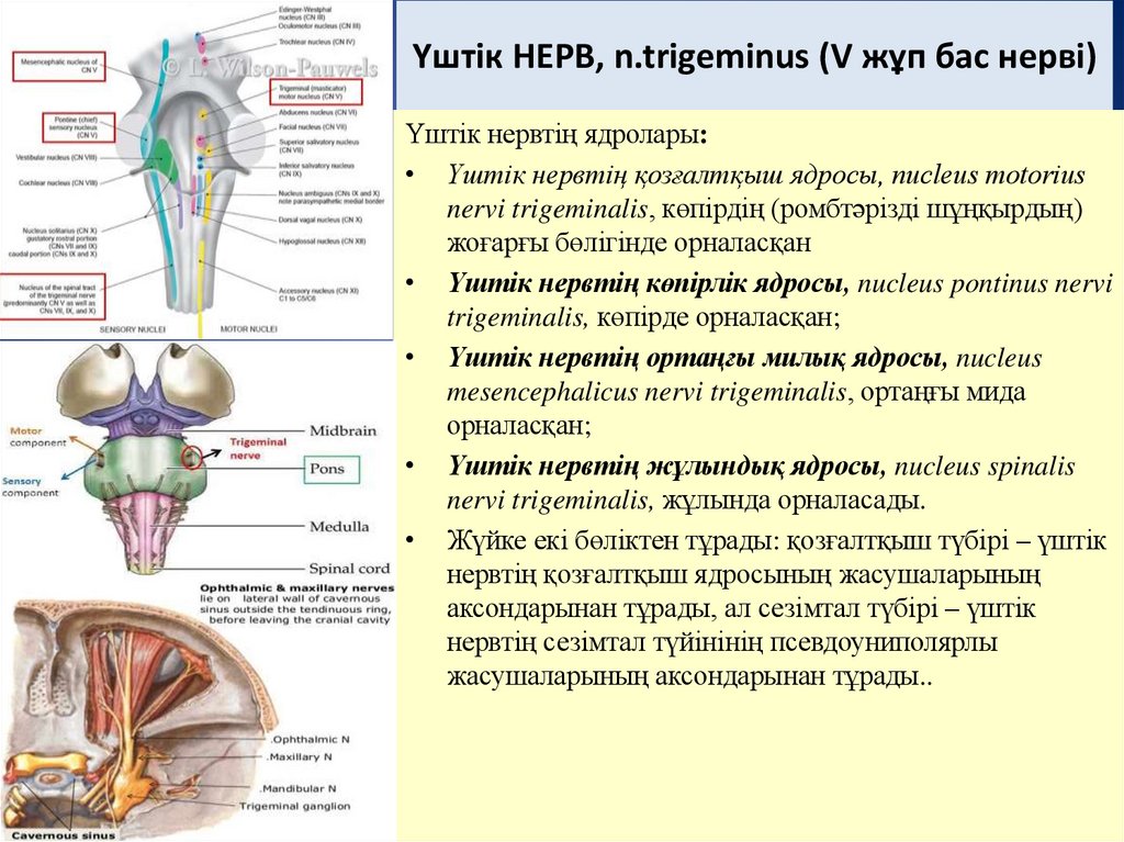 Үштік НЕРВ, n.trigeminus (V жұп бас нерві)