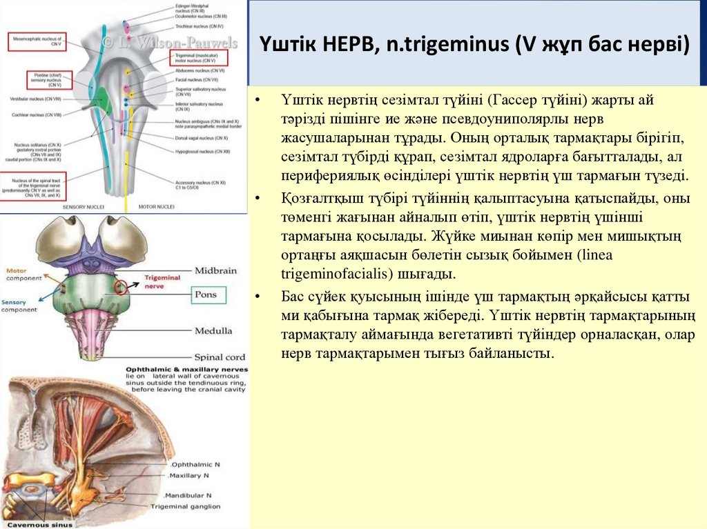 Үштік НЕРВ, n.trigeminus (V жұп бас нерві)
