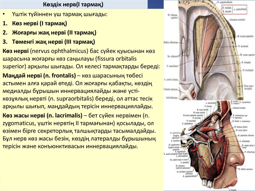 Көздік нерв(I тармақ)