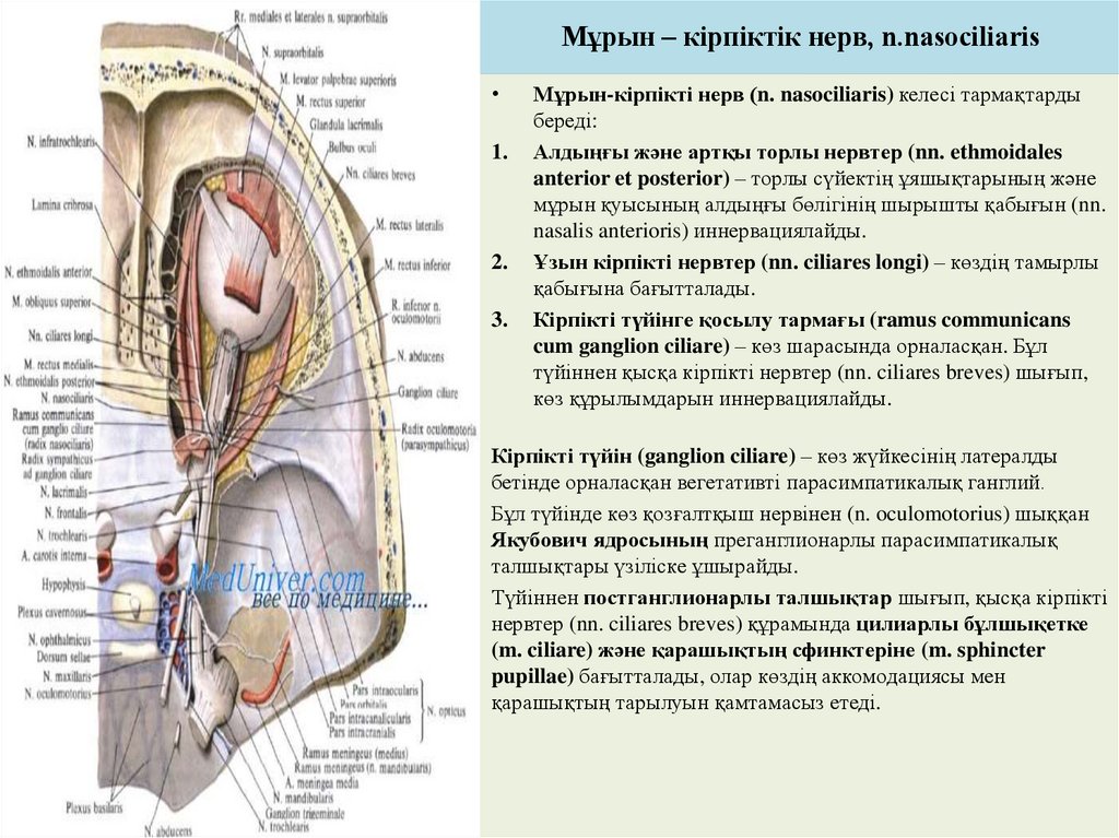 Мұрын – кірпіктік нерв, n.nasociliaris
