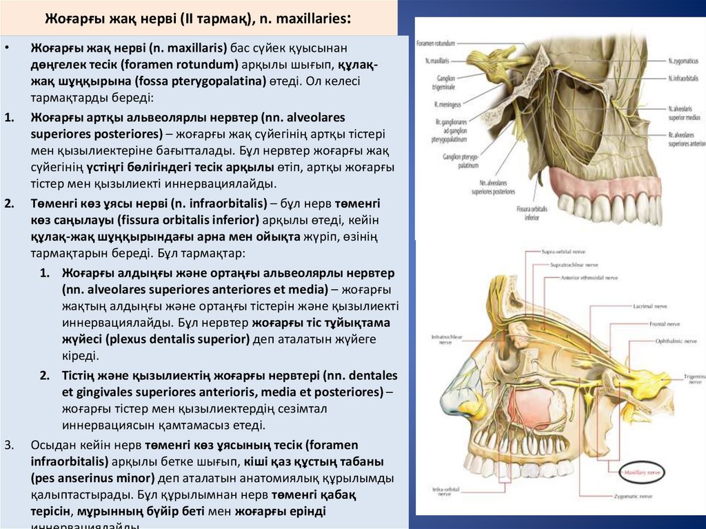 Жоғарғы жақ нерві (II тармақ), n. maxillaries: