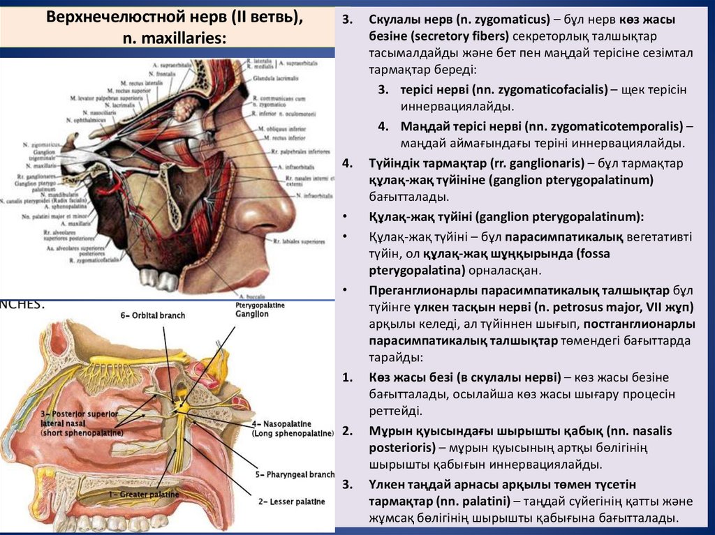 Верхнечелюстной нерв (II ветвь), n. maxillaries: