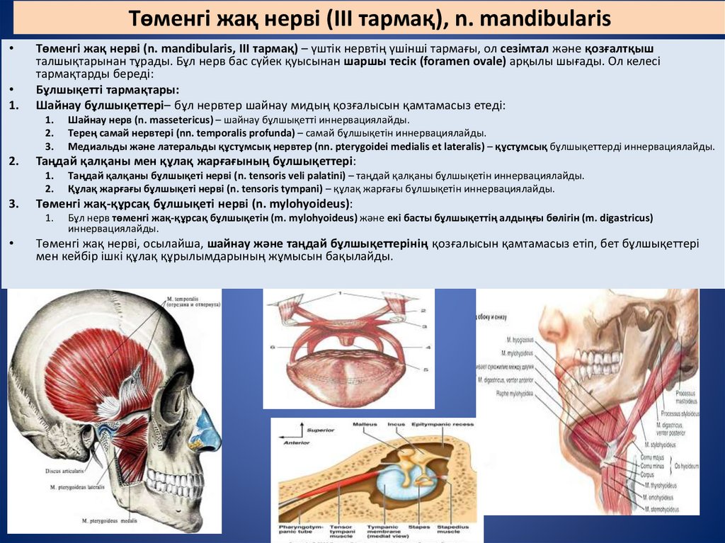 Төменгі жақ нерві (III тармақ), n. mandibularis