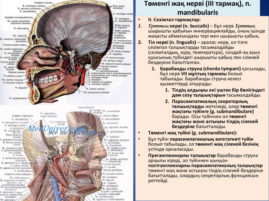 Төменгі жақ нерві (III тармақ), n. mandibularis